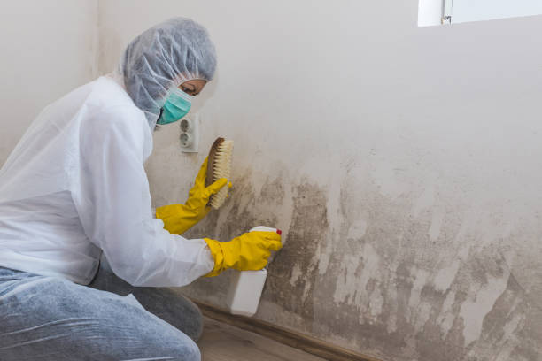 Best Emergency Mold Remediation in Desert Hot Springs, CA