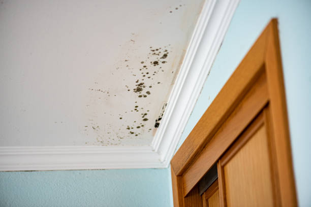 Best Residential Mold Remediation in Desert Hot Springs, CA