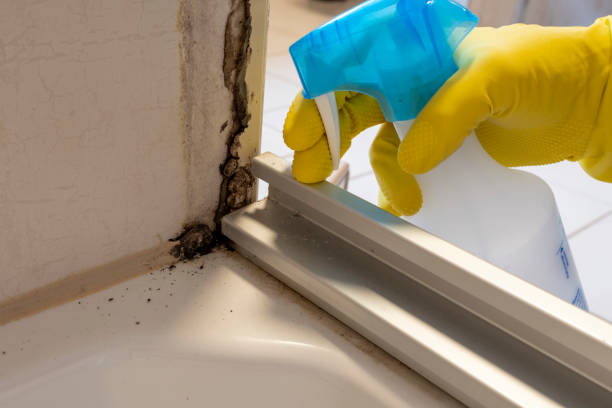 Best Localized Mold Remediation (e.g., coastal areas, humid climates) in Desert Hot Springs, CA