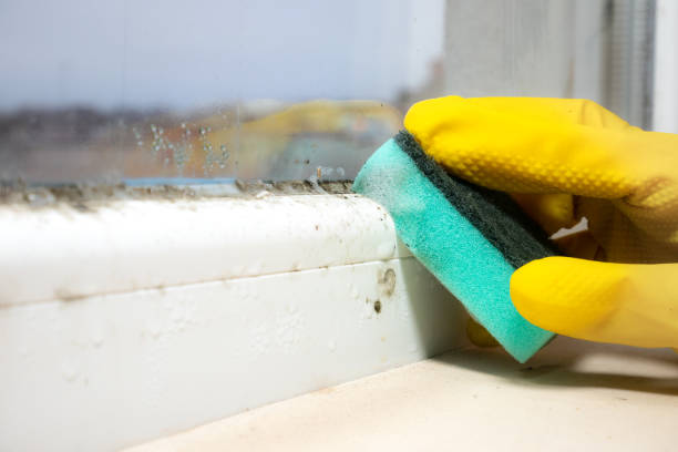 Professional Mold Remediation in Desert Hot Springs, CA
