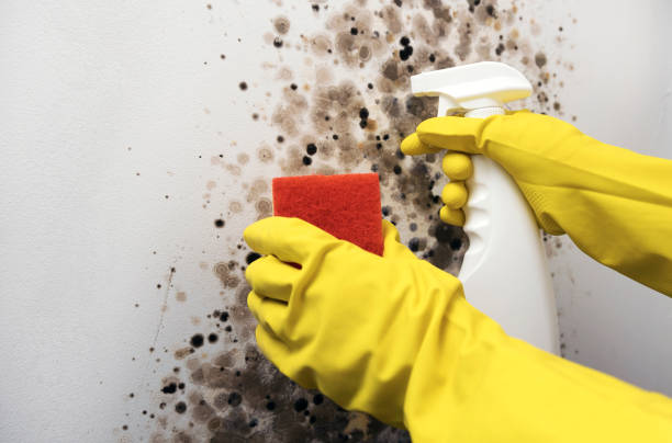 Best Attic Mold Remediation in Desert Hot Springs, CA