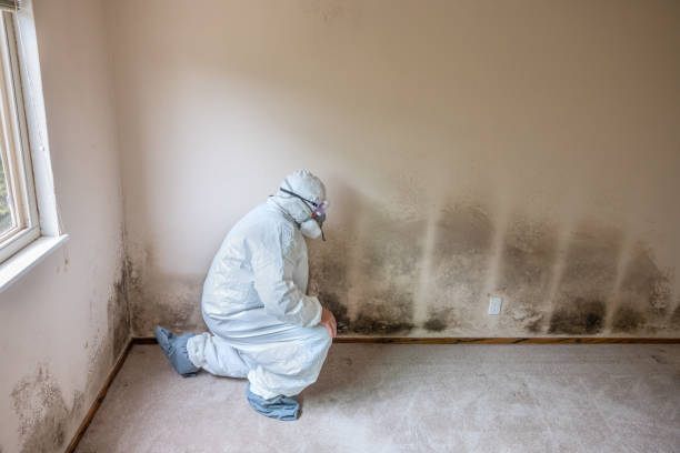 Best Crawl Space Mold Remediation in Desert Hot Springs, CA